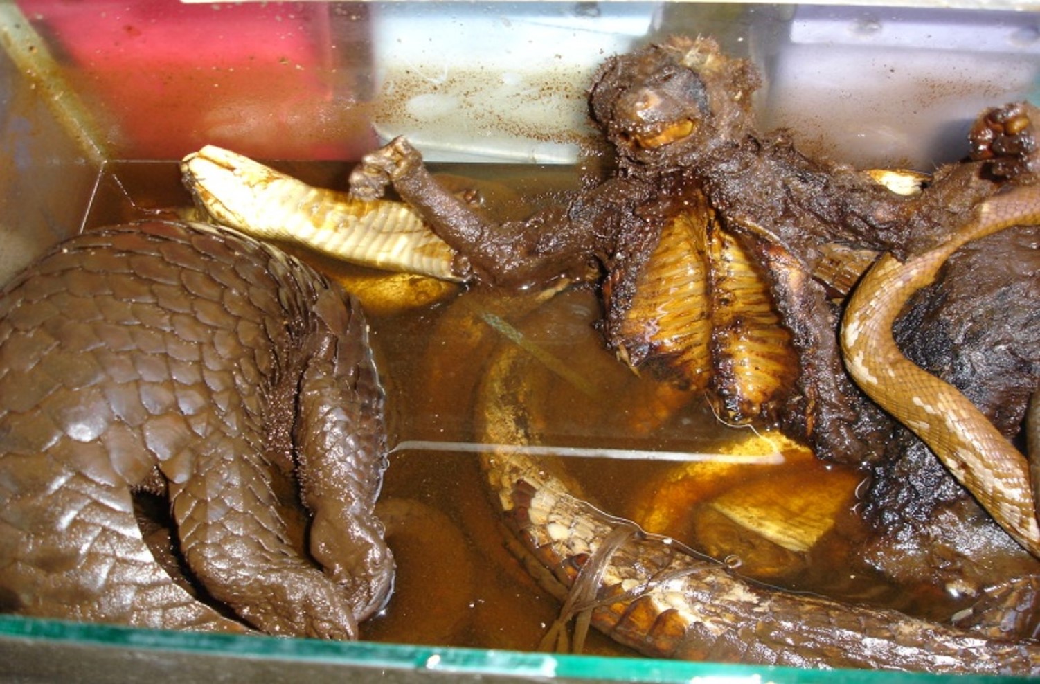 Sunda Pangolin and Slow Loris use in traditional medicine in Cambodia, Wildlife Alliance Sunda Pangolin (L) and Slow Loris (R) use as food and traditional medicine in Cambodia
