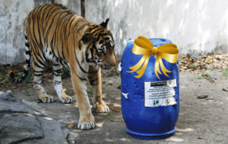 Tiger with barrel enrichment Wildlife Alliance Cambodia Phnom Tamao Wildlife Rescue Centre git bow Mother's Day 2021