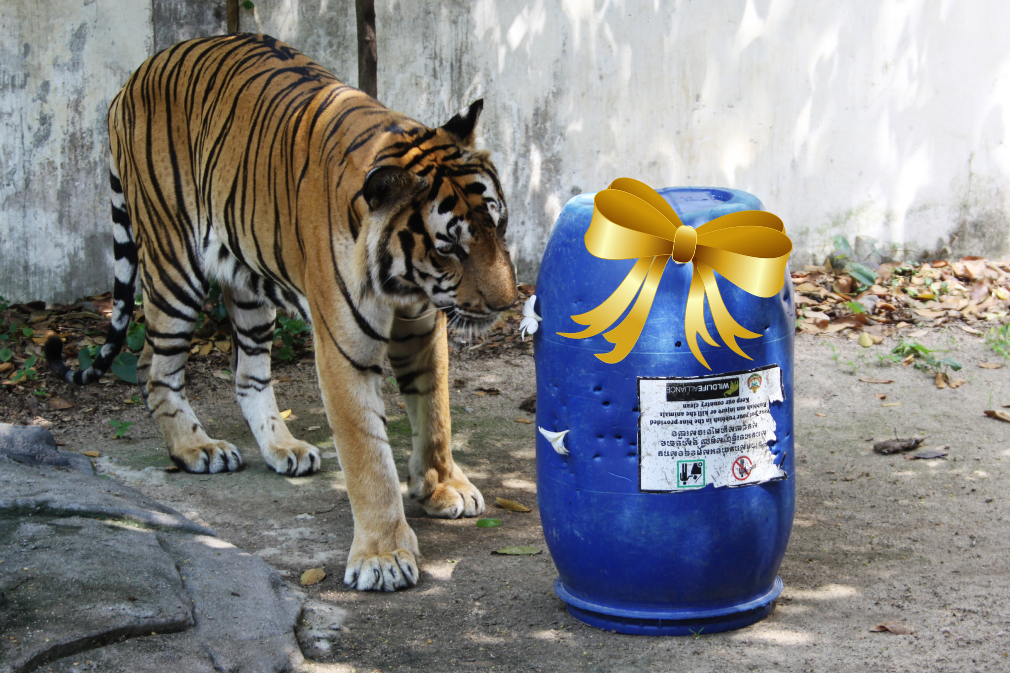 Tiger with barrel enrichment Wildlife Alliance Cambodia Phnom Tamao Wildlife Rescue Centre git bow Mother's Day 2021