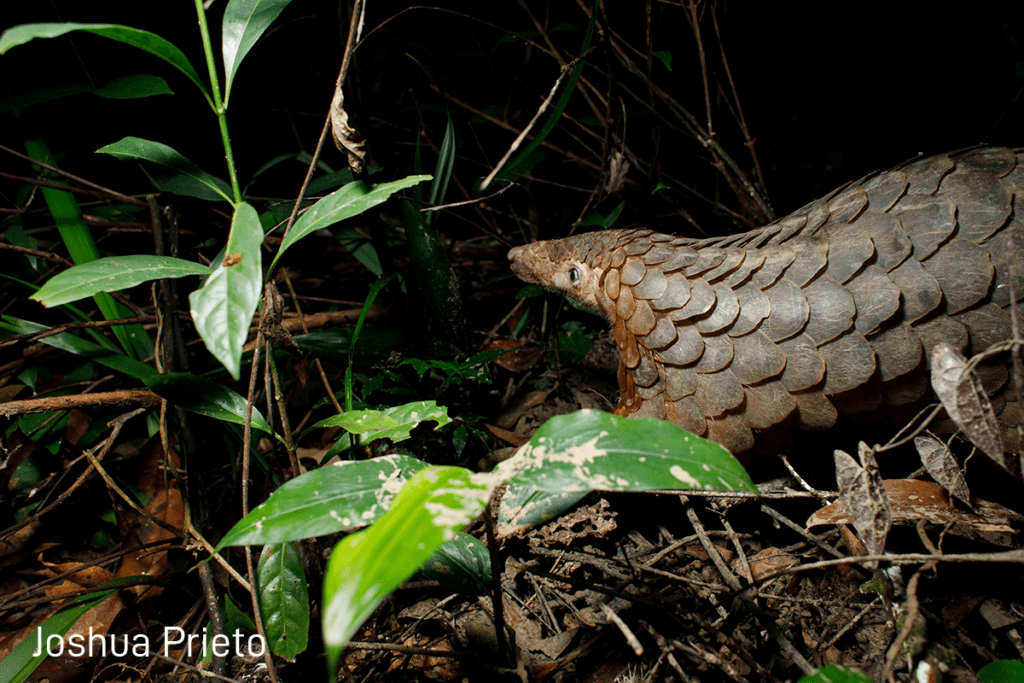 Tracking released pangolin at Wildlife Release Station Cambodia Wildlife Alliance 2021 watermark Joshua Prieto