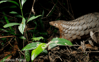 Tracking released pangolin at Wildlife Release Station Cambodia Wildlife Alliance 2021 watermark Joshua Prieto