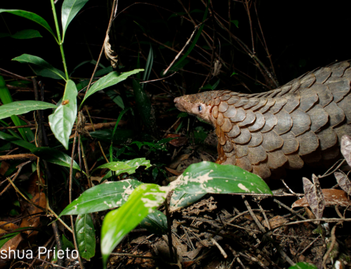 Tracking Pangolins- one of the world’s most elusive creatures