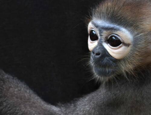 World Wildlife Day: A Call to Protect Our Planet’s Biodiversity