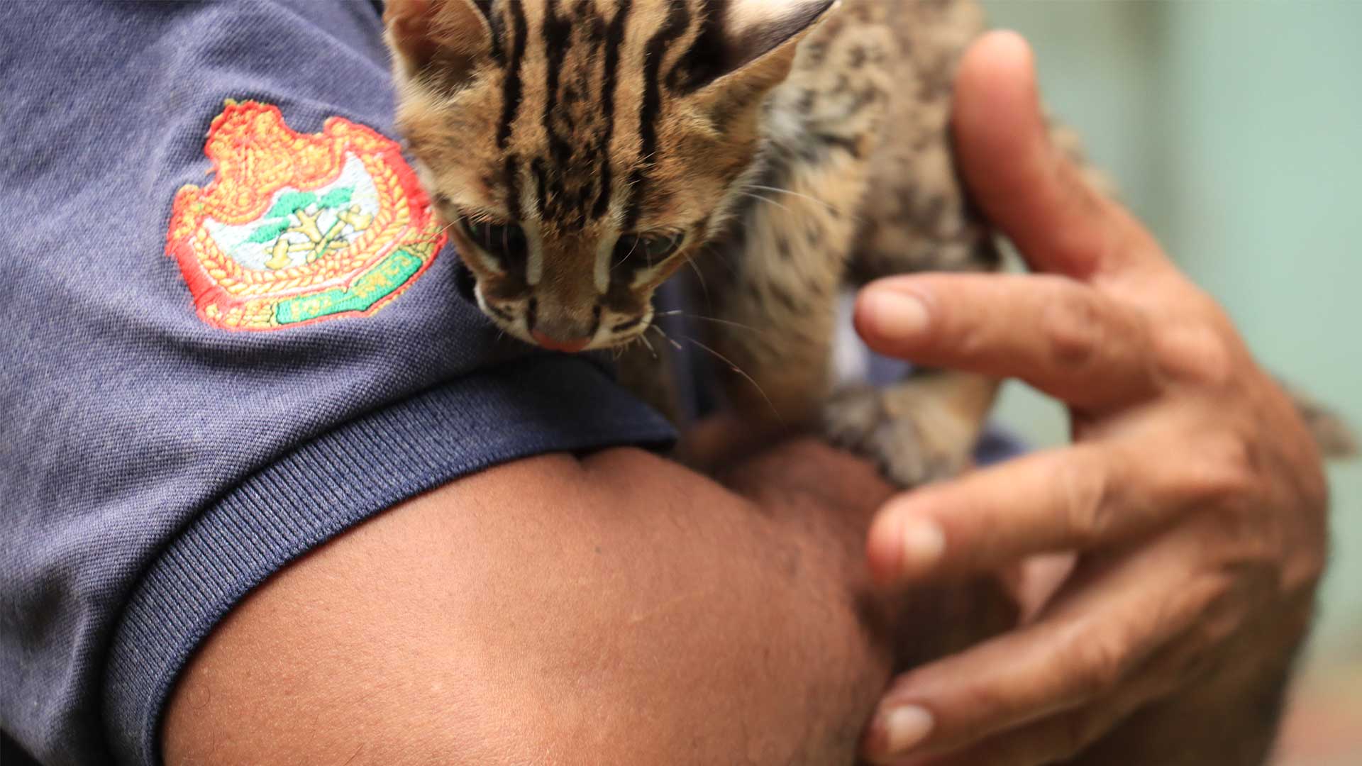 Wildlife rescue near me now cheap