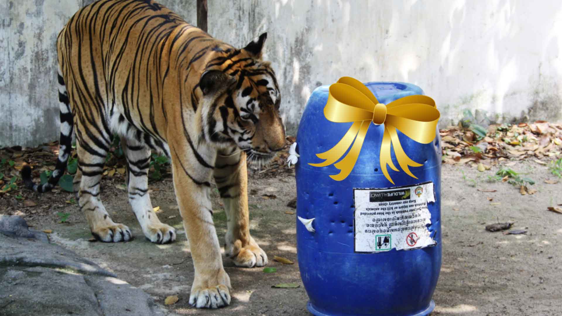 Gifts that keep on Giving at Phnom Tamao Wildlife Rescue Centre