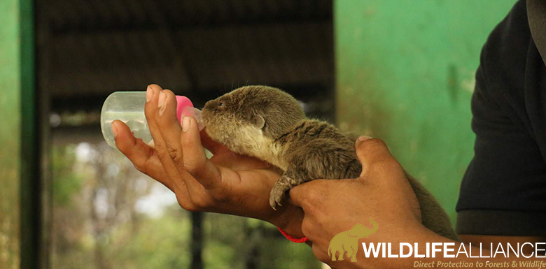 Keepers at Phnom Tamao Wildlife Rescue Centre Cambodia care for Smooth-coated otter cub