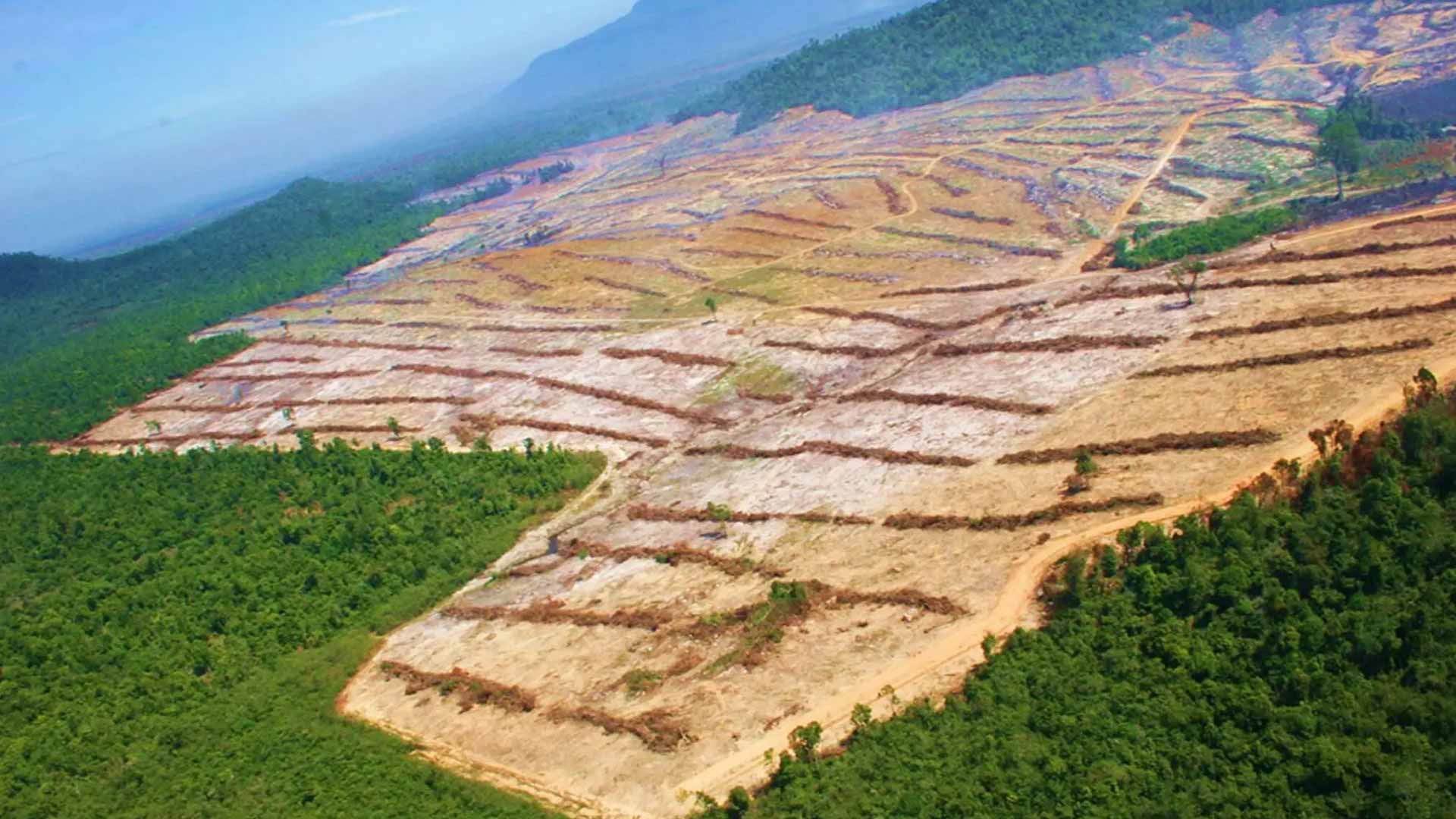 Large scale deforestation