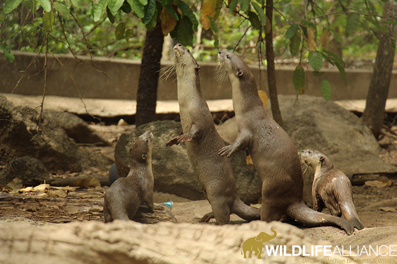 Smooth Coated Otter Leng Family at Phnom Tamao Wildlife Rescue Centre Cambodia Wildlife Alliance w800