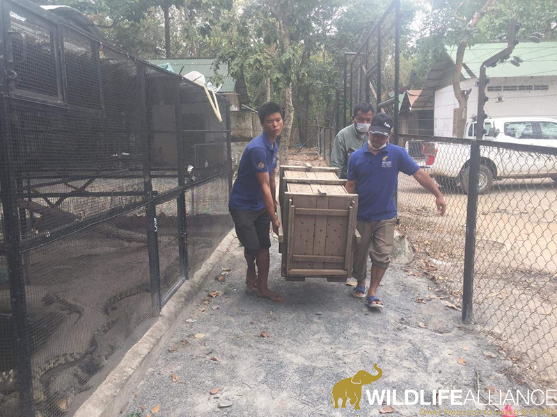 Wildlife Rapid Rescue Team rescue animals from the wildlife trade and bring them to Phnom Tamao Wildlife Rescue Centre