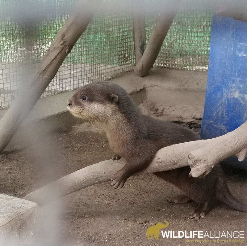 Smooth-coated otter pup growing up at Phnom Tamao Wildlife Rescue Centre Cambodia w800 watermarked