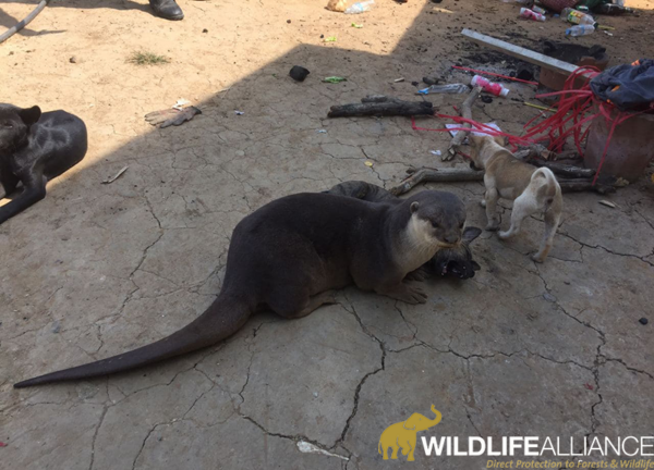 Smooth coated otter rescue from pet in kampong thom province Cambodia Wildlife Alliance w800