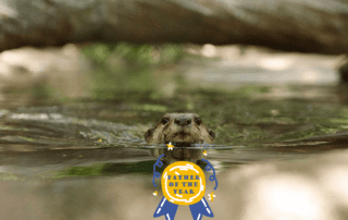 This Otter wins Father of the Year at Phnom Tamao Wildlife Rescue Centre Cambodia Wildlife Alliance v2