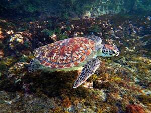 A Hawksbill Turtle (Eretmochelys imbricata) swimming off the shore in Lagún, Curaçao.