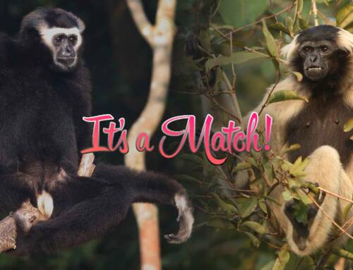 A Gibbon love story from Cambodia