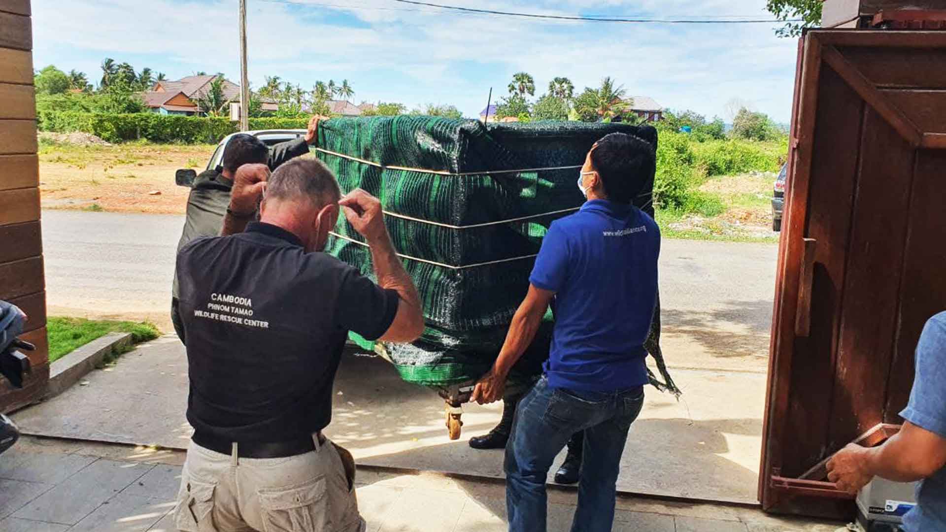 Claudet Leopard saved by Wildlife Alliance Police Cambodia