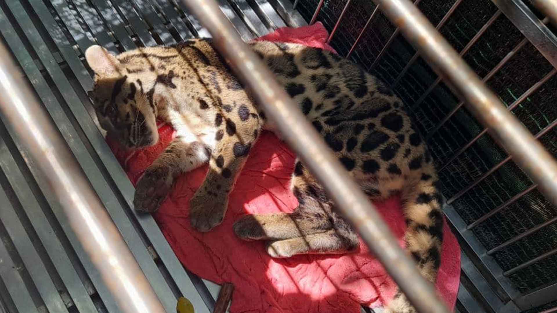 Claudet Leopard saved by Wildlife Police in Cambodia