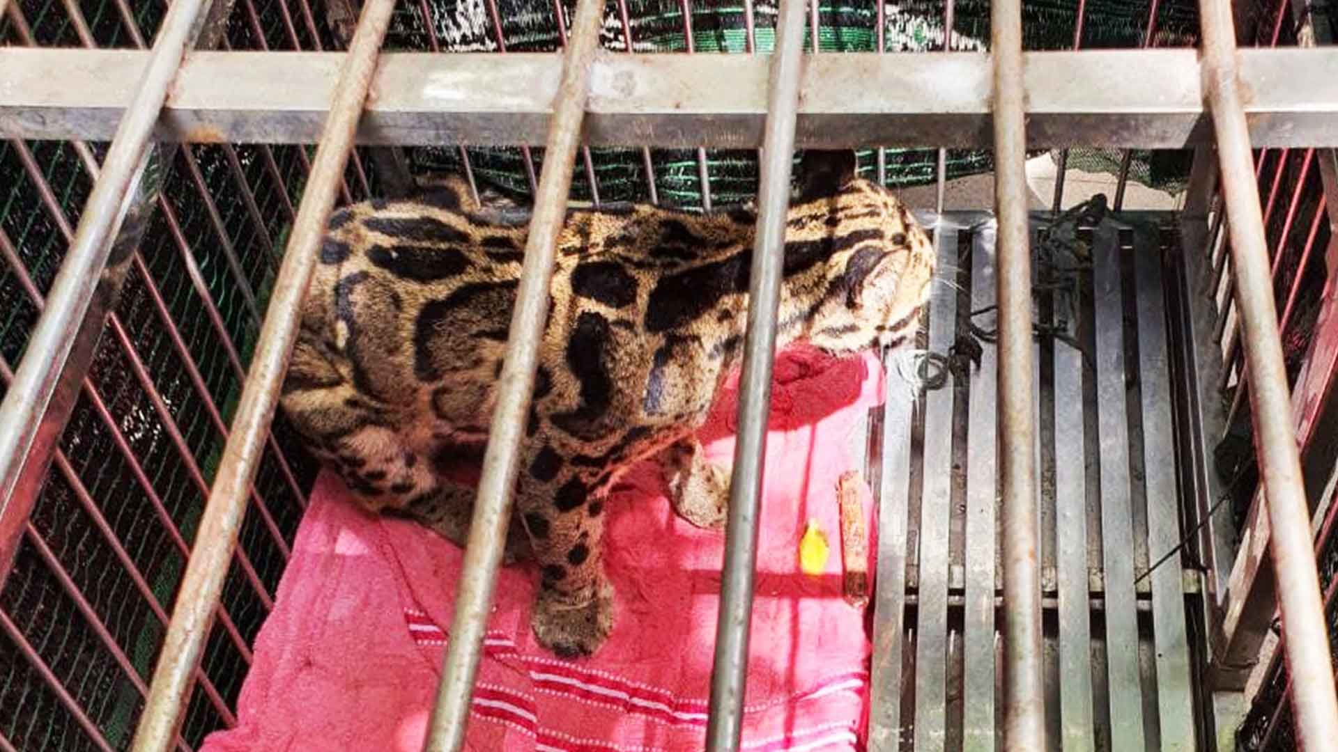 Claudet Leopard saved by Wildlife Rapid Rescue Team WRRT Cambodia