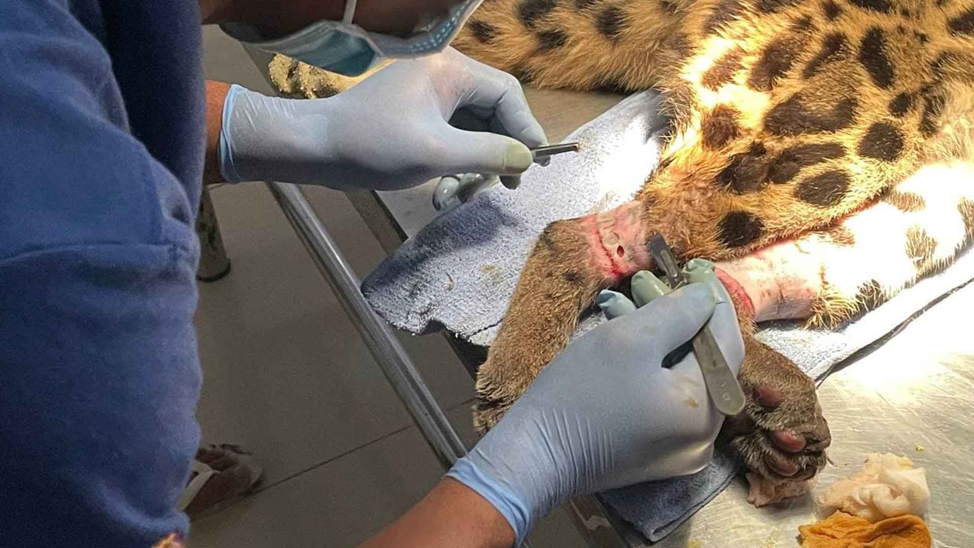 Claudet Leopard snared