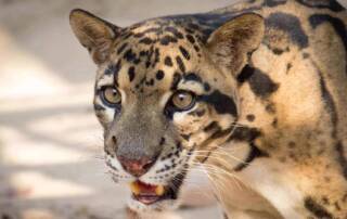 Clouded Leopard in Cambodia Cardamom Rainforest Wildlife Alliance