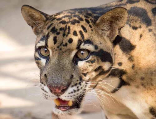 The Enigmatic Clouded Leopard