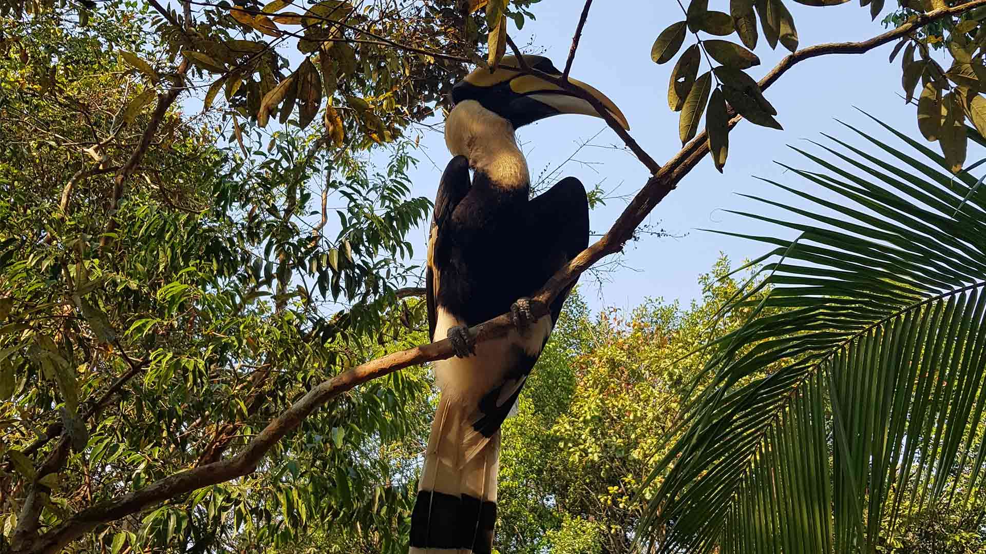 Great Hornbill