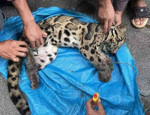 Snared Clouded Leopard dies from injuries