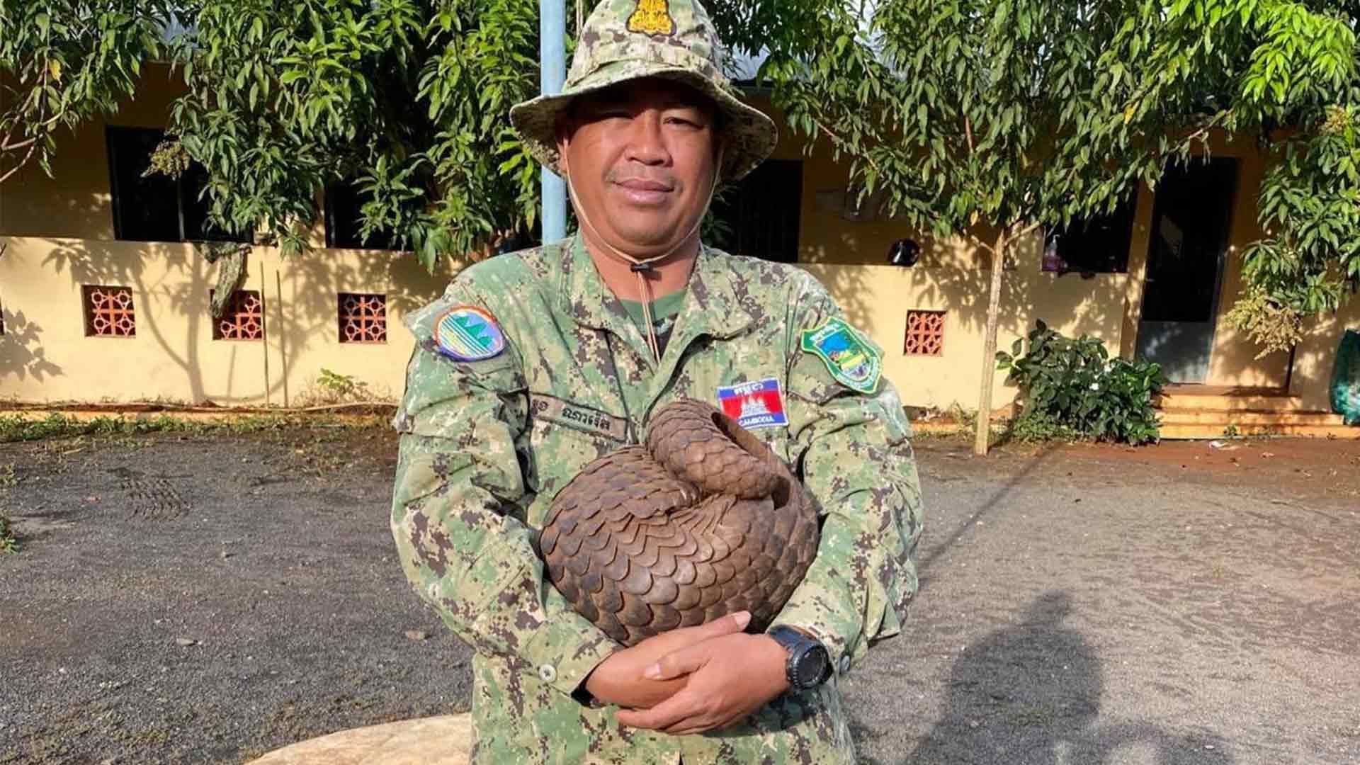 World Ranger Day rescued pangolin