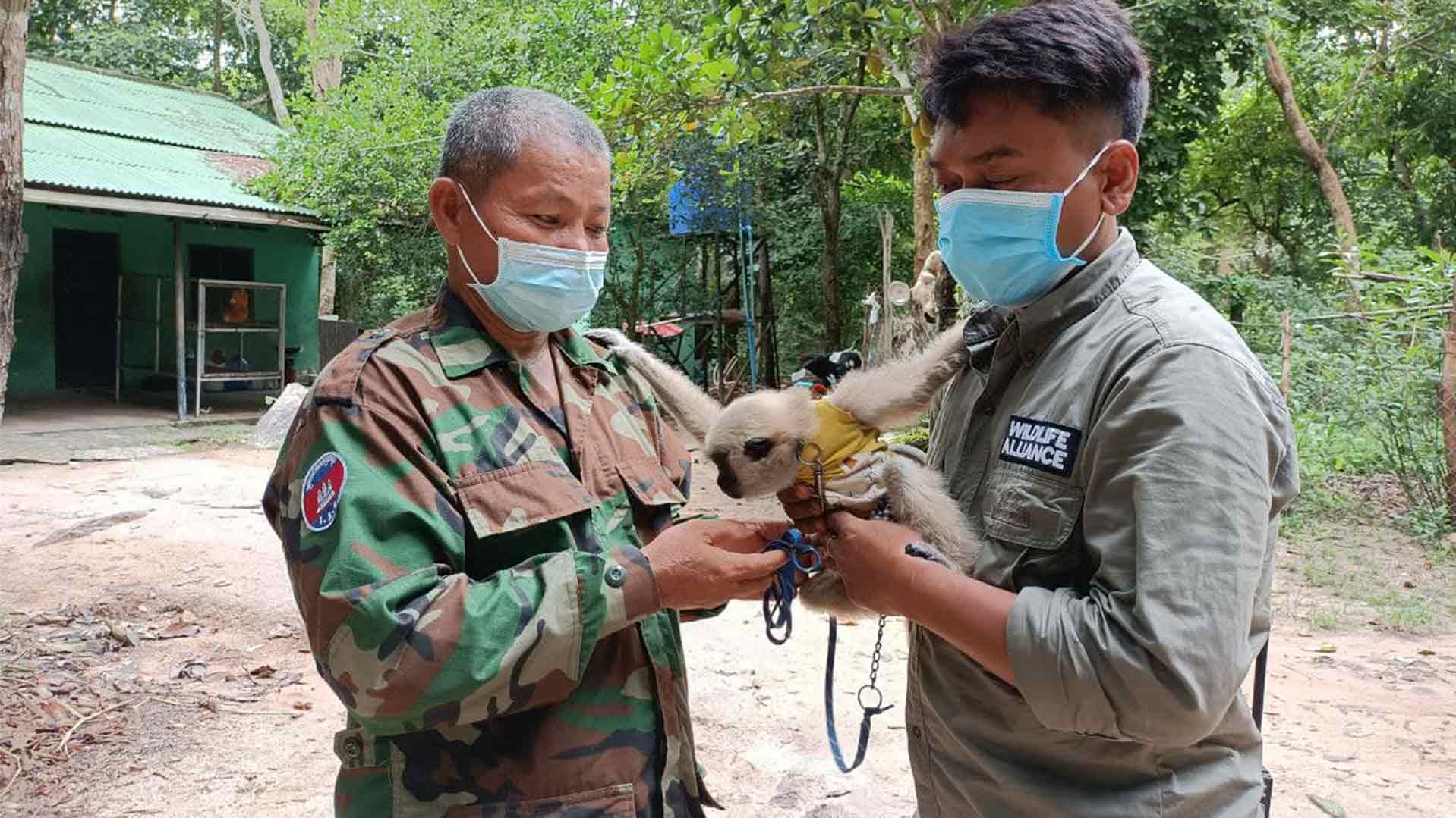 Gibbon baby rescue at Phnom Tamao Wildlife Rescue Center in Phnom Penh