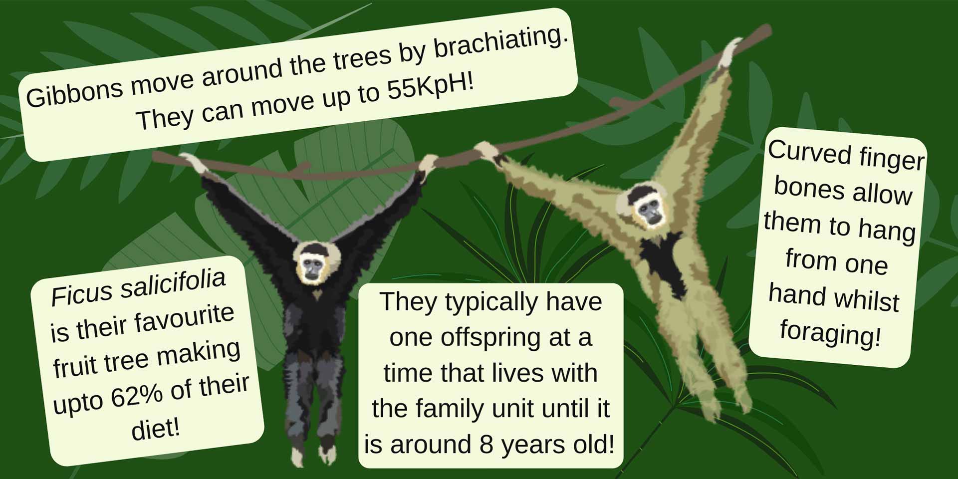Gibbon characteristics