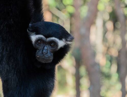 All things Gibbon