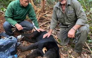 Sun Bear discovered by Wildlife Alliance rangers and treated by staff from Phnom Tamao Wildlife Rescue Centre Cambodia Wildlife Alliance Jan 2021