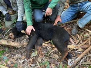 The Sun Bear is sedated for assessment of its condition and injuries from the snare