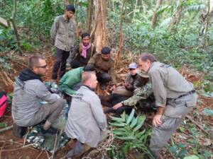 The Sun Bear is sedated so vet Chenda can assess its condition and treat snare injuries