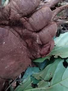 The Sun Bear's paw caught in the snare with the mark from the rope visible