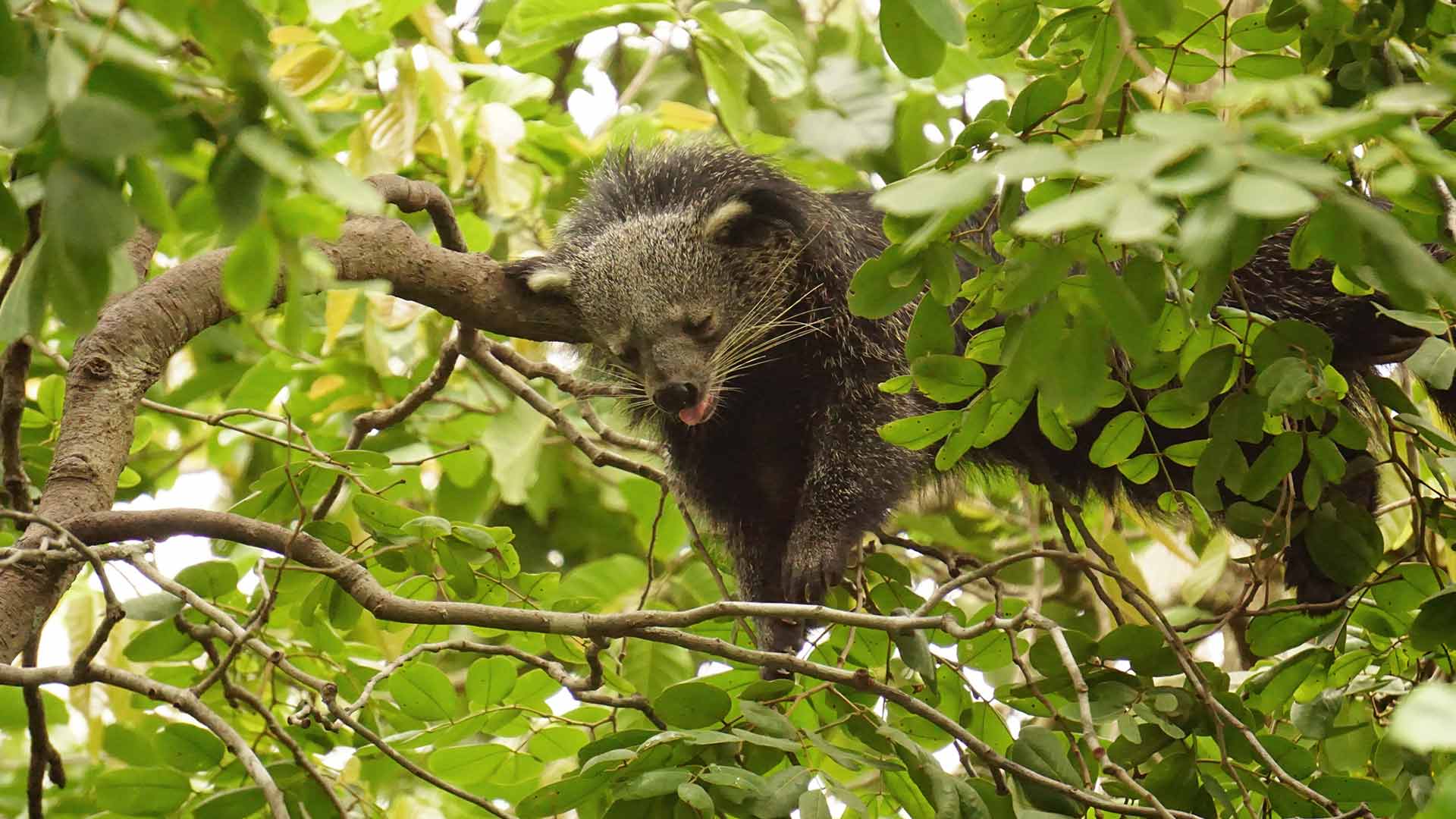 Binturong Cambodia Phnom Tamao Wildlife Rescue Center
