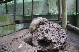 Raya Sunda Pangolin on termite mound licking for termites in enclosure at the Wildlife Release Station, Cardamom Rainforest Wildlife Alliance May 2021 Sponsor an Animal