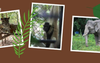 Sponsor An Animal Phnom Tamao Wildlife Rescue Centre Cambodia Wildlife Alliance