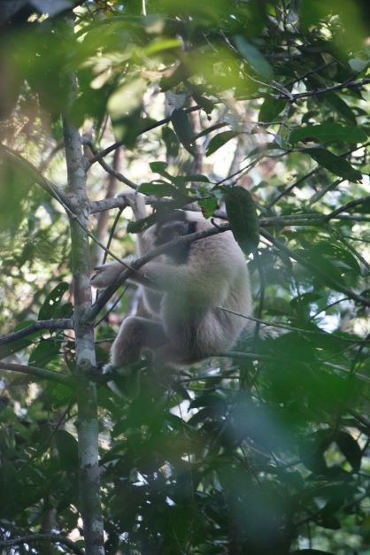 Angkor Wildlife Release Project Pileated Gibbon Saranick watchful mom wChungruth _June 22 Take