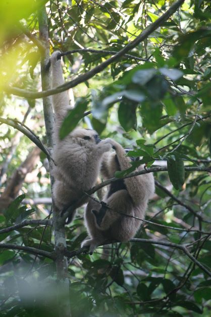Angkor Wildlife Release Project Pileated Gibbon Saranick with Chungruth 2nd offspring