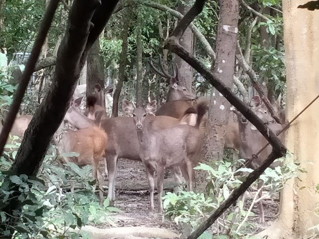 sambar deer Phnom Tamao Forest