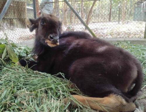 Tortured Death of a Baby Gaur