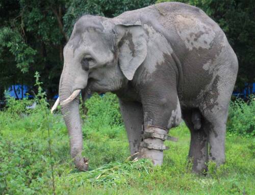 How to support Cambodia’s only elephant with a Prosthetic leg