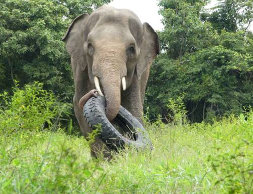 Visit Chhouk on our Exclusive Behind-The-Scenes Tour