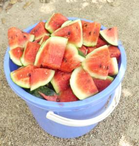 Watermelon for Asian Elephant Phnom Penh