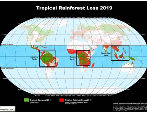 We Lost 60% of Our Forests: What Does This Mean for Us?