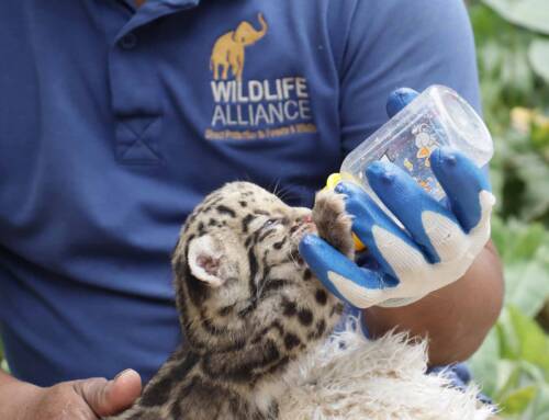 Rescuing the world’s most elusive cubs!