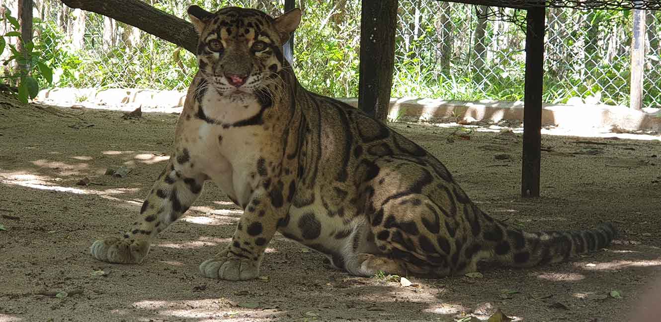 Sponsor popork clouded leopard