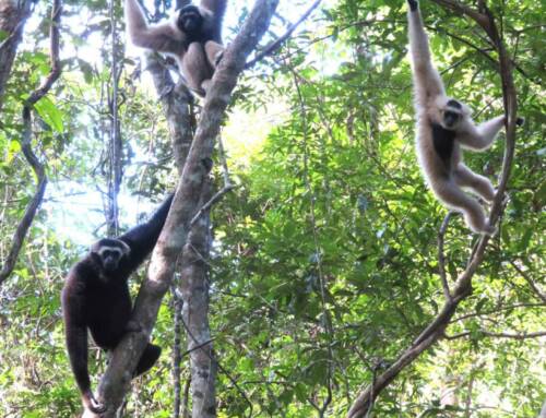 This International Gibbon Day we celebrate 10 years at Angkor!