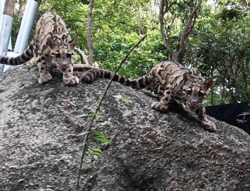 Rescued clouded leopard cubs get a new home!