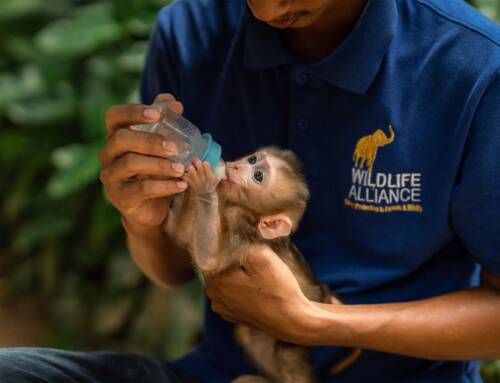 Behind the scenes tours at Phnom Tamao Wildlife Rescue Center